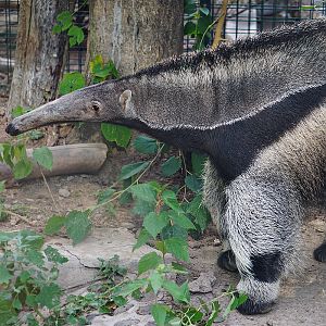 Giant anteater
