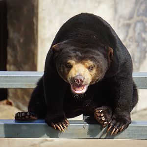 Sun bear