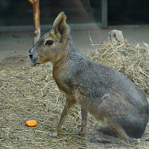 Patagonian mara