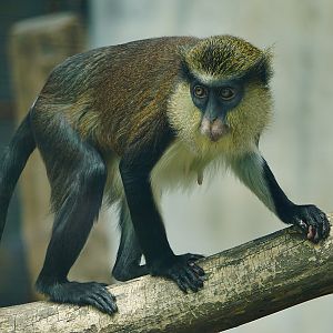 Mona monkey