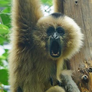 White-cheeked gibbon（Nomascus. sp）