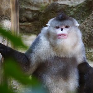 Yunnan snub-nosed monkey
