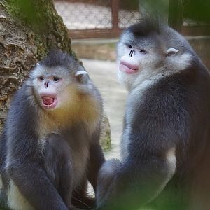 Yunnan snub-nosed monkey