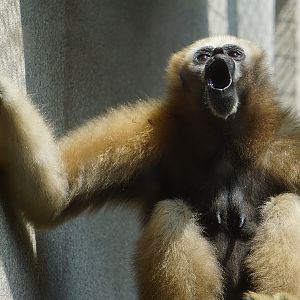 Eastern hoolock gibbon