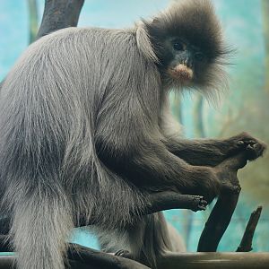 Indochinese Grey Langur (Trachypithecus crepusculus)