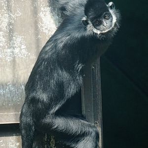 Hatinh langur (Trachypithecus hatinhensis)