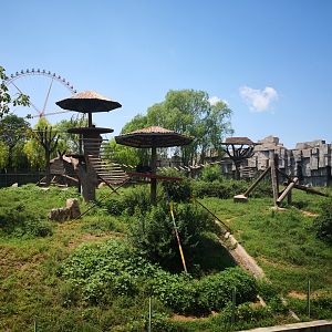 Chimpanzee exhibition