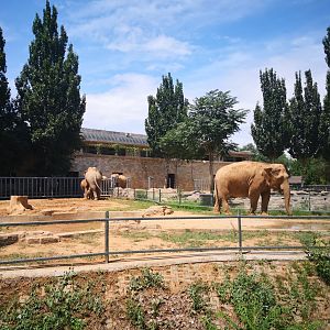 Elephant exhibition