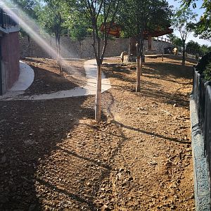 Golden takin exhibition