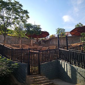 Sichuan takin exhibition