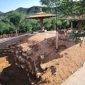 Barbary sheep exhibition