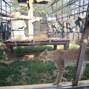 Lynx exhibition