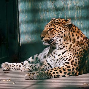 Leopard