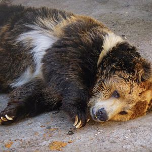 Tibetan bear