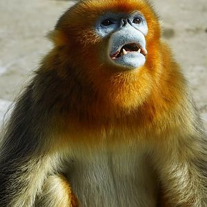 Golden snub-nosed monkey
