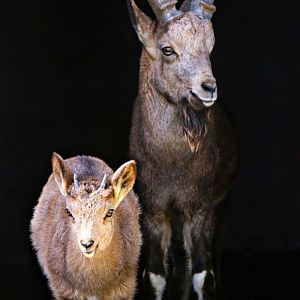 Siberian ibex