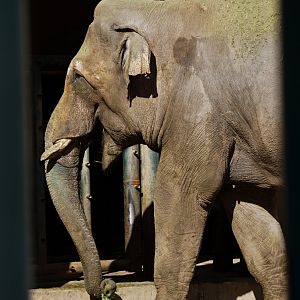 Asian elephant