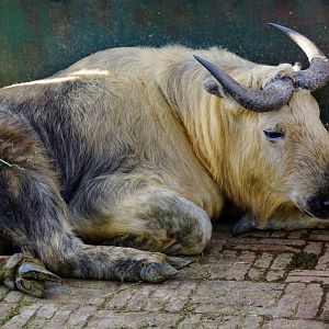 Sichuan takin
