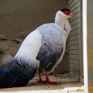 White eared pheasant