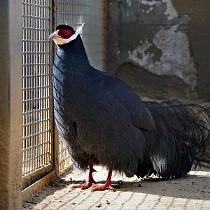 Blue eared pheasant