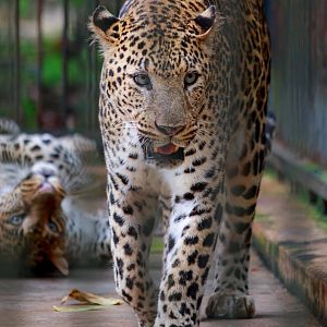 Leopard