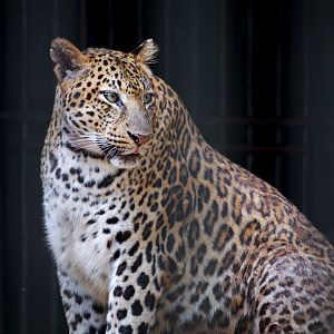Leopard