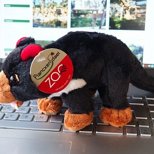 Tasmanian devil stuffed toy sold at Planckendael