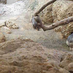 Plain Viscacha, Exotarium