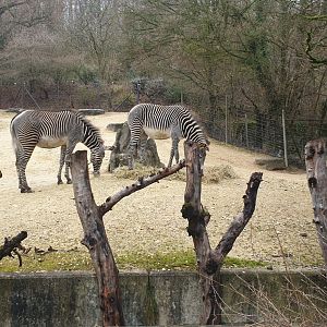 Zebras' paddock