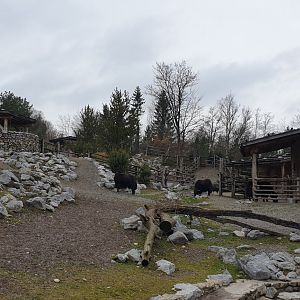 Mongolian steppe, Yak