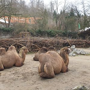 Bactrian camel