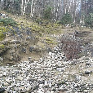 Part of Snow leopard exhibit