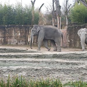 Kaeng Krachan Elephant Park
