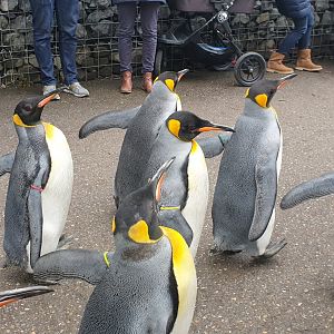 Penguin parade