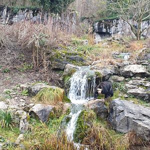 Spectacled Bear, Ring-tailed Coati