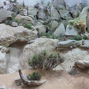 Horned Rattlesnake exhibit, Exotarium