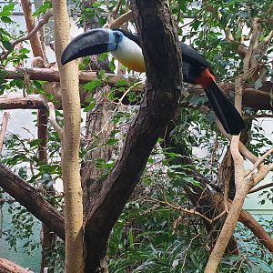 Channel-billed Toucan, Exotarium
