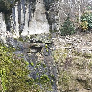 Snow leopard on the rocks