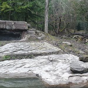 Siberian tiger exhibit