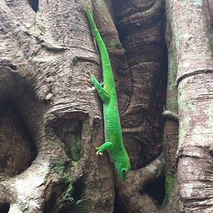 Masoala, Madagascar day geco