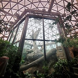 Dec. 2019 - The Rain Forest - Upper Forest - Orangutan Exhibit