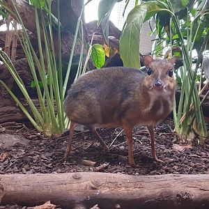 Javan mouse deer,  Kaeng Krachan