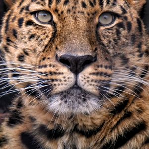 Dec. 2019 - Asian Highlands - Amur Leopard (Edgar)