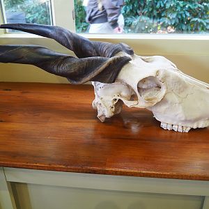 Education building - Common eland skull (Taurotragus oryx), 2019-09-15