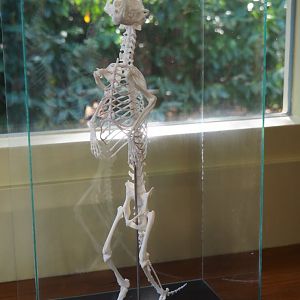 Education building - Meerkat skeleton (Suricata suricatta), 2019-09-15