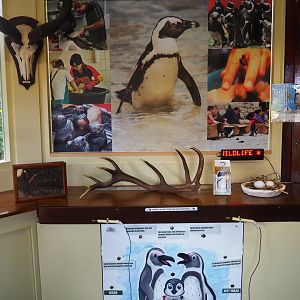 Education building - Interpretive displays and specimens, 2019-09-15