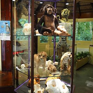 Education building - Display case with animal specimens, 2019-09-15