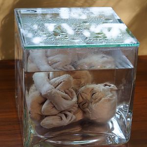 Education building - Preserved gibbon fetus, stillborn 7 months into gestation, 2019-09-15