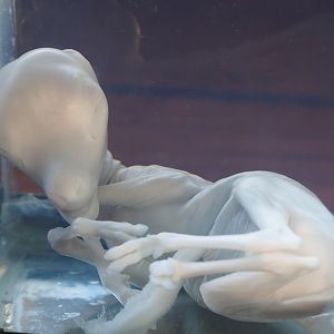 Education building - Preserved blackbuck fetus, stillborn 3 months into gestation (Antilope cervicapra), 2019-09-15