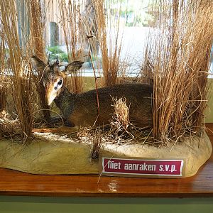 Education building - Taxidermy specimen Kirk's dik-dik (Madoqua kirkii), 2019-09-15